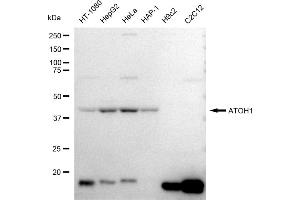 anti-Atonal Homolog 1 (Drosophila) (ATOH1) antibody