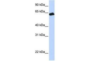 Image no. 1 for anti-Growth Hormone Receptor (GHR) (AA 36-85) antibody (ABIN6743242) (Growth Hormone Receptor Antikörper  (AA 36-85))