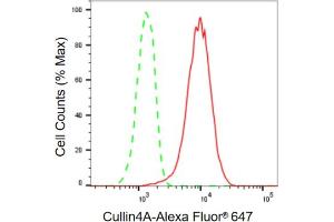 Flow cytometric analysis of Cullin4A expression in HeLa cells using Cullin4A antibody (ABIN7798180), 1:2,000). (Rekombinanter Cullin 4A Antikörper)