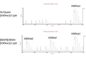 PHF8 activity assay. (PHF8 Protein (DYKDDDDK Tag))