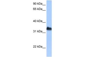 Western Blotting (WB) image for anti-Dead End Homolog 1 (DND1) antibody (ABIN2462364) (DND1 Antikörper)