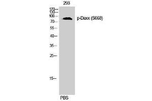 Western Blotting (WB) image for anti-Death-Domain Associated Protein (DAXX) (pSer668) antibody (ABIN3182511) (DAXX Antikörper  (pSer668))