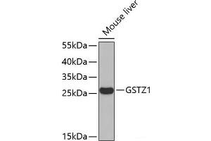Western blot analysis of extracts of Mouse liver using GSTZ1 Polyclonal Antibody. (GSTZ1 Antikörper)