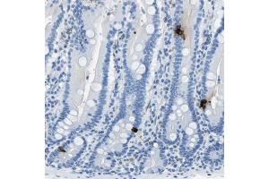 Immunohistochemical staining (Formalin-fixed paraffin-embedded sections) of human duodenum shows strong cytoplasmic positivity in neuroendocrine cells.