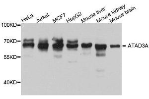 Western blot analysis of extracts of various cell lines, using ATAD3A antibody. (ATAD3A Antikörper  (AA 1-240))