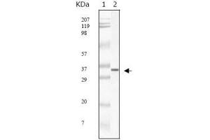 Western Blot showing SARS-mpm antibody used against SARS-mpm recombinant protein. (SARS-Coronavirus Membrane Protein (SARS-CoV M) Antikörper)