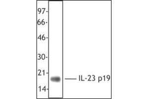 Western Blotting (WB) image for anti-Interleukin 23, alpha subunit p19 (IL23A) antibody (ABIN614363) (IL23A Antikörper)