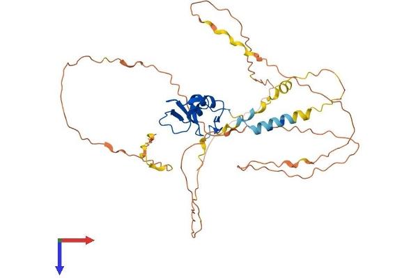 RNF44 Protein (AA 1-407) (His tag)