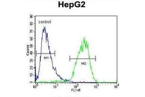 Flow cytometric analysis of HepG2 cells (right histogram) compared to a negative control cell (left histogram) using Cholinephosphotransferase 1  Antibody (N-term), followed byFITC-conjugated goat-anti-rabbit secondary antibodies. (CHPT1 Antikörper  (N-Term))