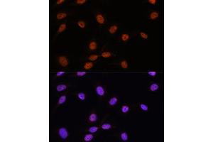 Immunofluorescence analysis of U-2 OS cells using SRSF7 antibody (ABIN7270548) at dilution of 1:100. (SFRS7 Antikörper  (AA 60-120))