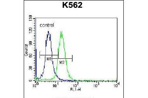 Flow cytometric analysis of K562 cells (right histogram) compared to a negative control cell (left histogram). (FSHB Antikörper  (AA 36-64))