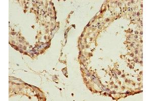 Immunohistochemistry of paraffin-embedded human testis tissue using ABIN7157832 at dilution of 1:100 (B3GNT5 Antikörper  (AA 65-344))