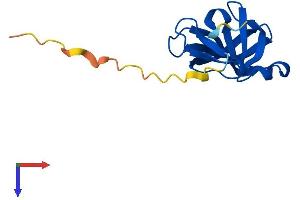 Protein Structure (PS) image for Yippee-Like 4 (YPEL4) (AA 1-127) protein (His tag) (ABIN7545513)