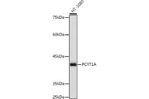Western blot analysis of extracts of K-562 cells, using PCYT1A Rabbit mAb (ABIN7269275) at 1:1000 dilution. (PCYT1A Antikörper)