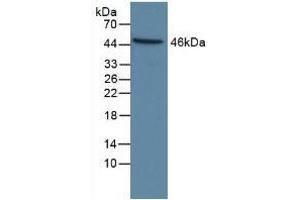 Western blot analysis of Human HeLa cells. (Caspase 9 Antikörper  (AA 1-134))