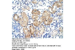 Human kidney (SOX15 Antikörper  (Middle Region))