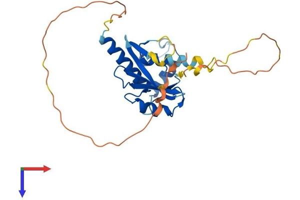 CISH Protein (AA 1-258) (His tag)