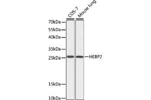Western blot analysis of extracts of various cell lines, using HEBP2 antibody (ABIN7267604) at 1:1000 dilution. (HEBP2 Antikörper  (AA 1-205))