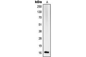Western blot analysis of RPL27A expression in K562 (A) whole cell lysates. (RPL27A Antikörper  (C-Term))