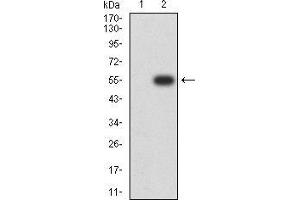 Western blot analysis using GH1 mAb against HEK293 (1) and GH1 (AA: 1-217)-hIgGFc transfected HEK293 (2) cell lysate. (Growth Hormone 1 Antikörper  (AA 1-217))