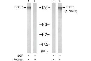 Image no. 1 for anti-Epidermal Growth Factor Receptor (EGFR) (pThr693) antibody (ABIN196927) (EGFR Antikörper  (pThr693))
