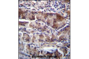 NRSN2 Antibody (C-term) (ABIN656599 and ABIN2845860) immunohistochemistry analysis in formalin fixed and paraffin embedded human stomach tissue followed by peroxidase conjugation of the secondary antibody and DAB staining. (NRSN2 Antikörper  (C-Term))