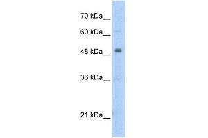 WB Suggested Anti-PBX3 Antibody Titration:  2. (PBX3 Antikörper  (N-Term))
