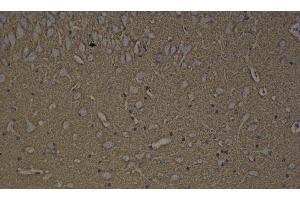 Immunohistochemistry analysis of paraffin-embedded rat brain using GAP43 Polyclonal Antibody at dilution of 1:300. (GAP43 Antikörper)