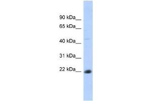 Western Blotting (WB) image for anti-CD40 (CD40) antibody (ABIN2458616) (CD40 Antikörper)