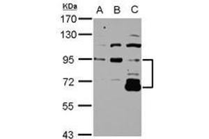 Image no. 1 for anti-DIS3-Like Exonuclease 2 (DIS3L2) (Internal Region) antibody (ABIN1496026) (DIS3L2 Antikörper  (Internal Region))