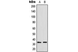 Western blot analysis of GDF15 expression in HepG2 (A), NIH3T3 (B) whole cell lysates.
