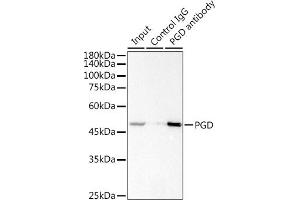 Immunoprecipitation analysis of 300 μg extracts of Jurkat cells using 3 μg PGD antibody (ABIN7269315). (PGD Antikörper)
