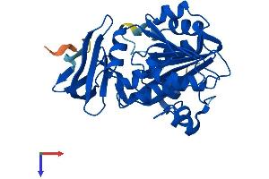 Spermidine Synthase Protein (SRM) (AA 1-302) (His tag)