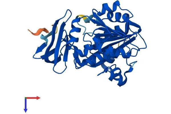 Spermidine Synthase Protein (SRM) (AA 1-302) (His tag)