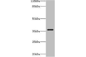 Western blot All lanes: CA13 antibody at 2 μg/mL + NIH/3T3 whole cell lysate Secondary Goat polyclonal to rabbit IgG at 1/10000 dilution Predicted band size: 30 kDa Observed band size: 36 kDa (CA13 Antikörper  (AA 1-262))
