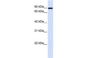 WB Suggested Anti-CDH24 Antibody Titration:  0. (Cadherin 24 Antikörper  (N-Term))