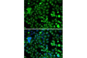 Immunofluorescence analysis of A-549 cells using KLF9 antibody (ABIN6142927). (KLF9 Antikörper  (AA 1-150))