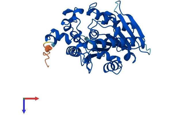 AFMID Protein (AA 1-303) (His tag)