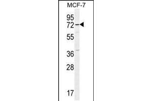 Western blot analysis in MCF-7 cell line lysates (35ug/lane). (OTOP3 Antikörper  (C-Term))