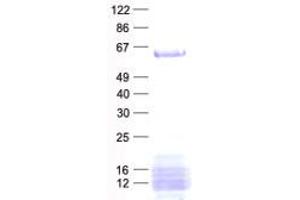 Validation with Western Blot (AGFG1 Protein (His tag))
