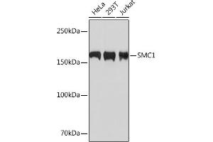 Western blot analysis of extracts of various cell lines, using SMC1 Rabbit mAb (ABIN7270614) at 1:1000 dilution. (SMC1A Antikörper)
