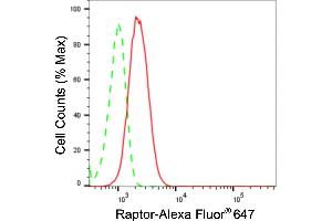 anti-RAPTOR (RAPTOR) antibody