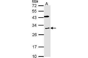 WB Image Sample (30 ug of whole cell lysate) A: H1299 12% SDS PAGE antibody diluted at 1:1000 (Cytochrome B Reductase 1 Antikörper  (C-Term))