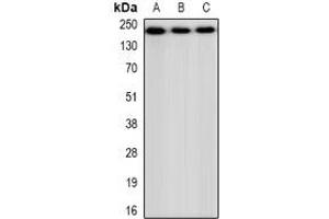 Western blot analysis of CHD4 expression in HEK293 (A), NIH3T3 (B), H9C2 (C) whole cell lysates.