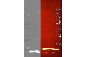 Western Blot of Rabbit anti-Lysozyme antibody. (LYZ Antikörper  (AA 1-129))