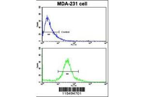 Flow cytometric analysis of MDA-231 cells using TIMP1 Antibody (N-term)(bottom histogram) compared to a negative control cell (top histogram). (TIMP1 Antikörper  (N-Term))