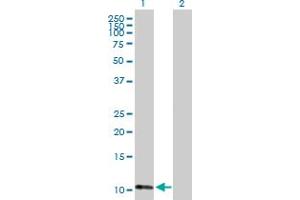 Western Blot analysis of ATPIF1 expression in transfected 293T cell line by ATPIF1 MaxPab polyclonal antibody. (ATPase Inhibitory Factor 1 Antikörper  (AA 1-106))