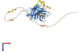 PLSCR1 Protein (AA 1-318) (His tag)