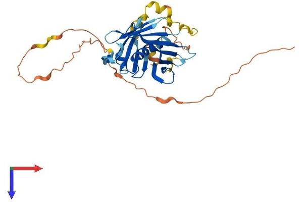 PLSCR1 Protein (AA 1-318) (His tag)