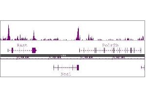 Histone H3R8me2a antibody (pAb) tested by ChIP-Seq. (Histone 3 Antikörper  (2meArg8 (asymetric)))